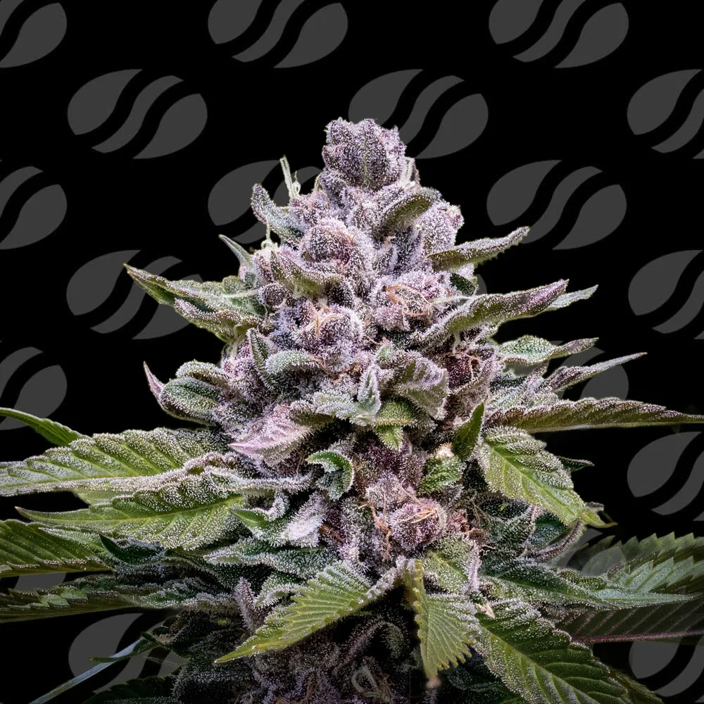 Cannabissamen Auto Zoapaya für Indoor und Outdoor